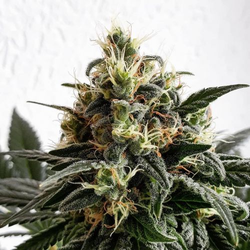 Melon Gum Strain Info / Melon Gum Weed By Pure Instinto GrowDiaries