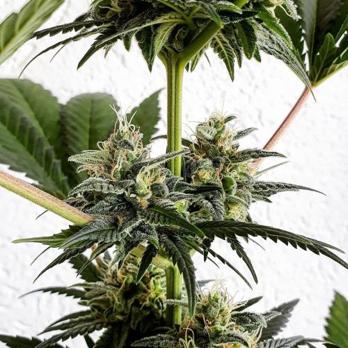 Melon Gum Strain Info / Melon Gum Weed By Pure Instinto GrowDiaries