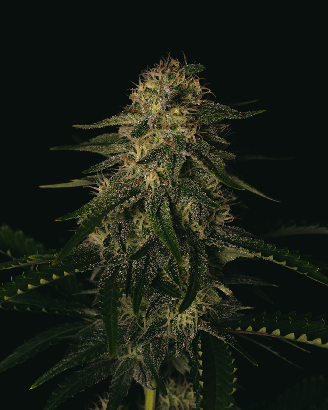 Melon Gum Strain Info / Melon Gum Weed By Pure Instinto GrowDiaries