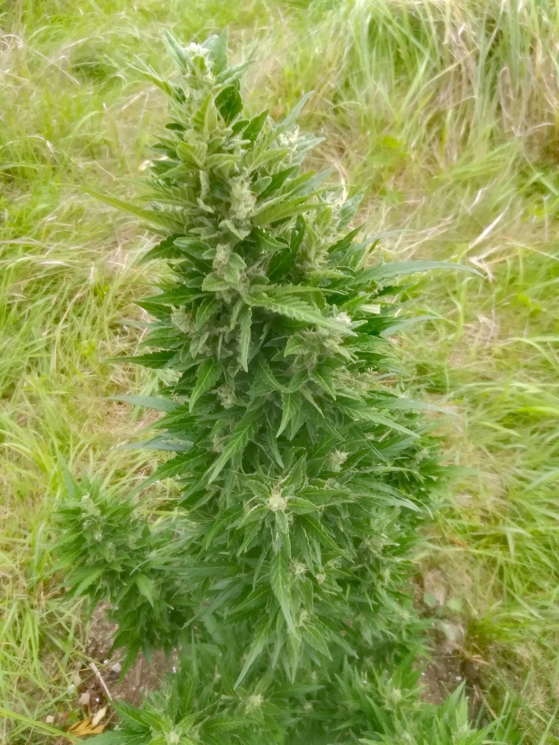 Auto Gorilla Glue Strain Info / Auto Gorilla Glue Weed By Fair Seeds