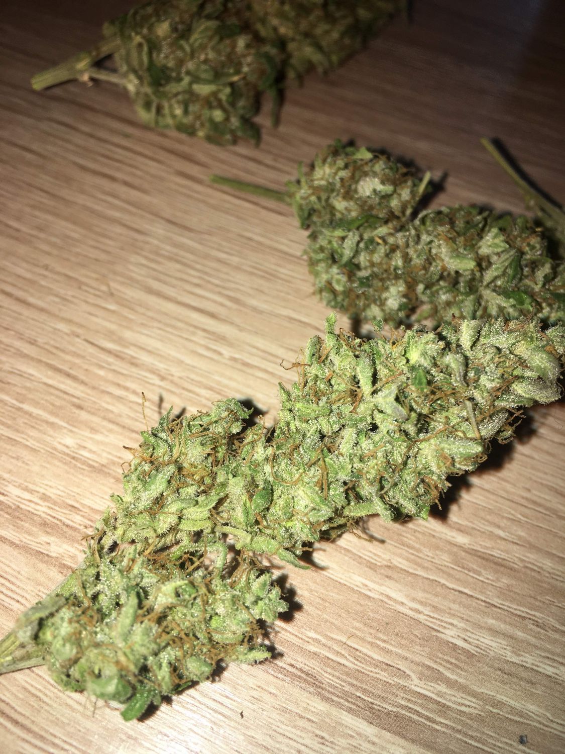 Auto Jack Strain Info / Auto Jack Weed By Fair Seeds GrowDiaries