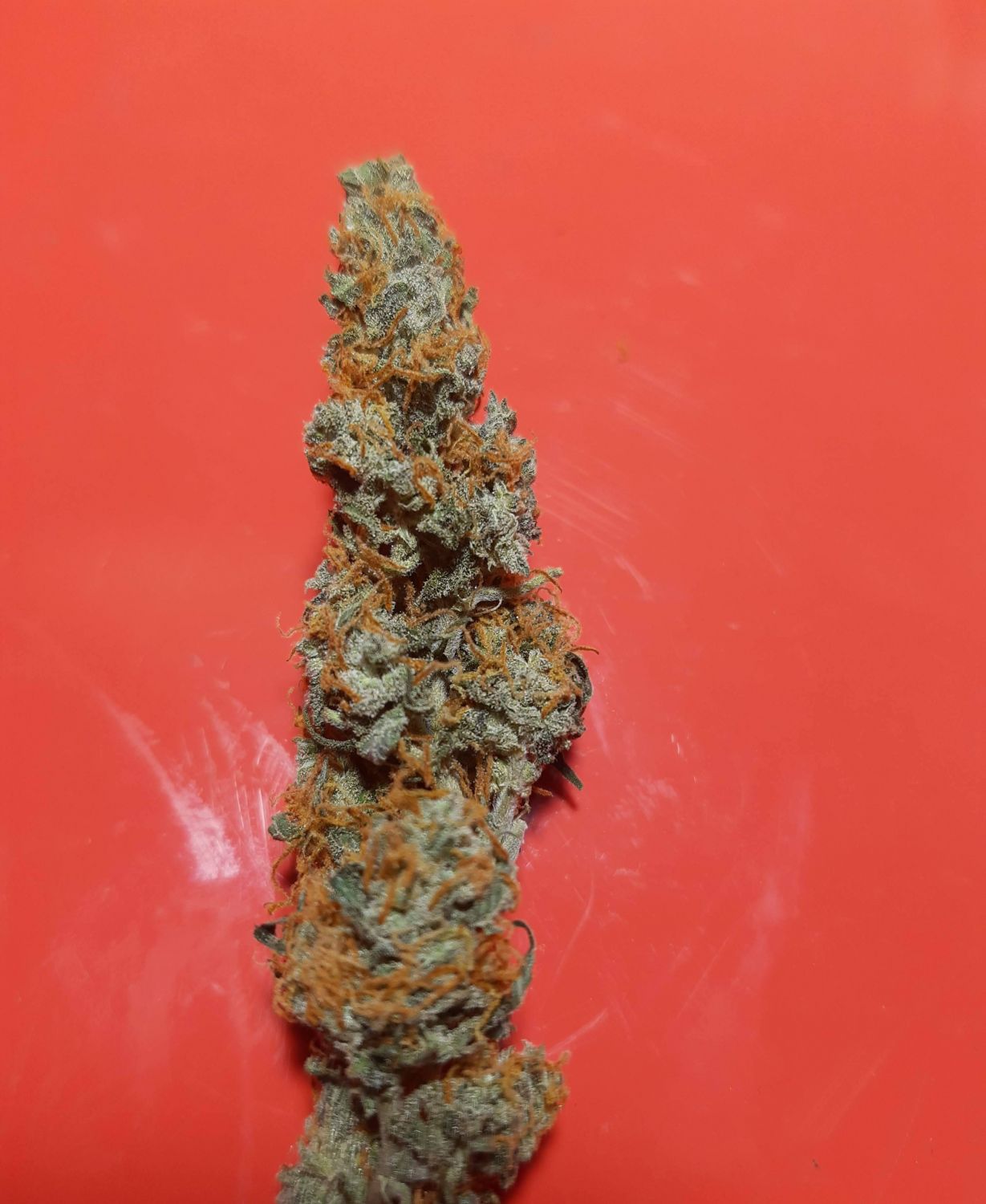 Auto Grapefruit Strain Info / Auto Grapefruit Weed By Fair Seeds