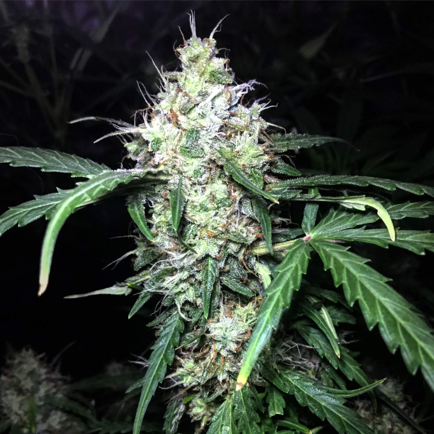 Auto Pineapple Gum Strain Info / Auto Pineapple Gum Weed By Blackskull