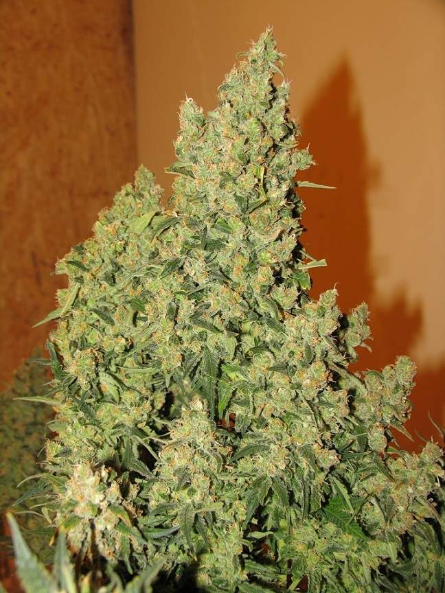 Jack Herer Strain Info / Jack Herer Weed By Green House Seed Co 