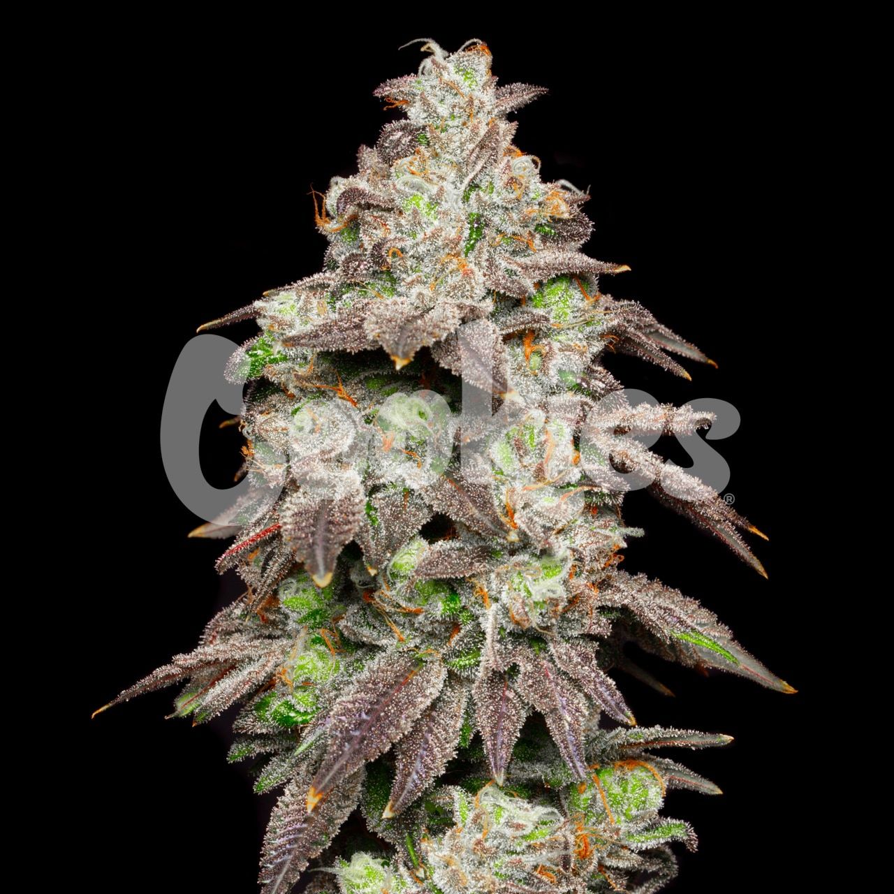 Fried Banana Strain Info / Fried Banana Weed By Cookies Seed Bank