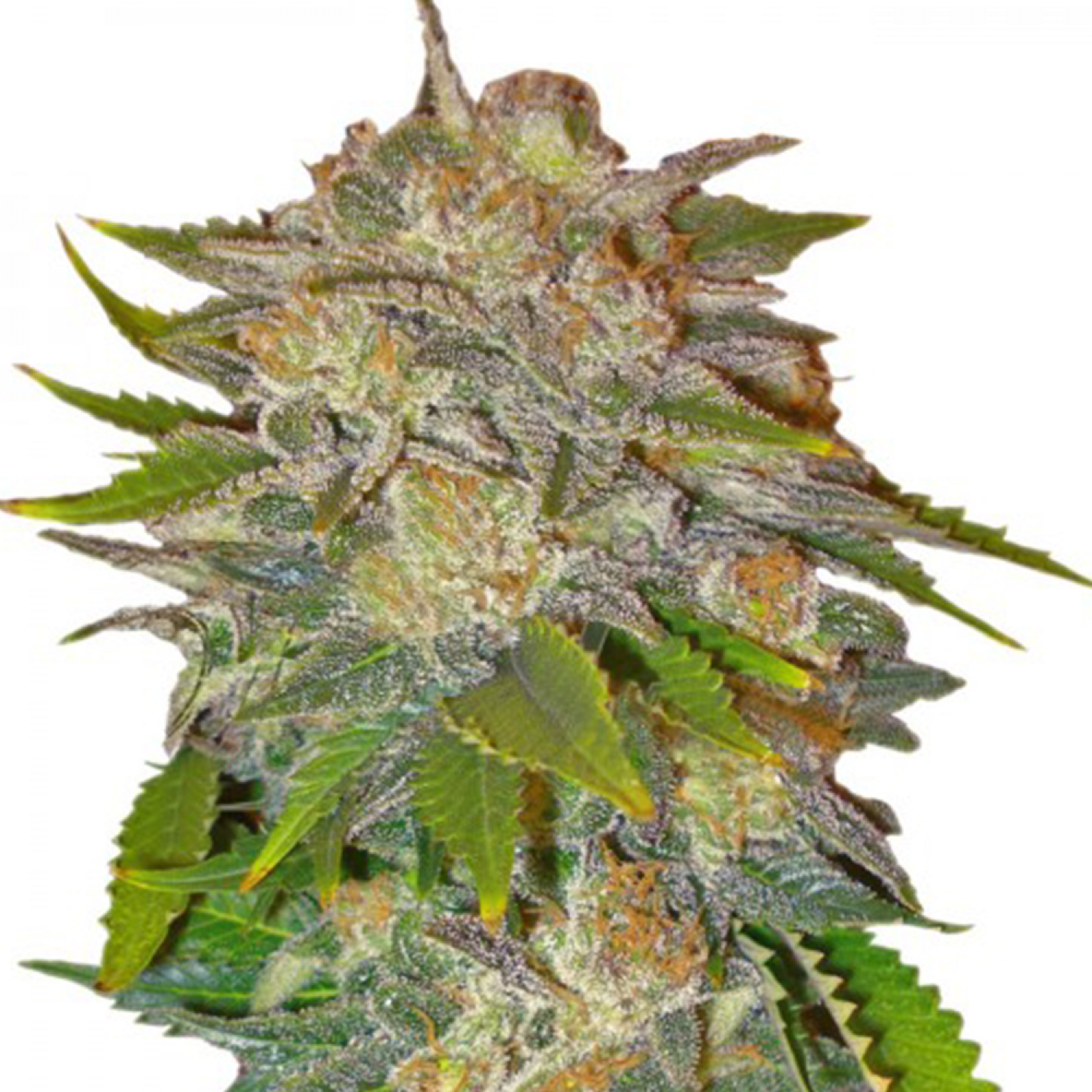 Caramel Strain Info / Caramel Weed By Dutch GrowDiaries