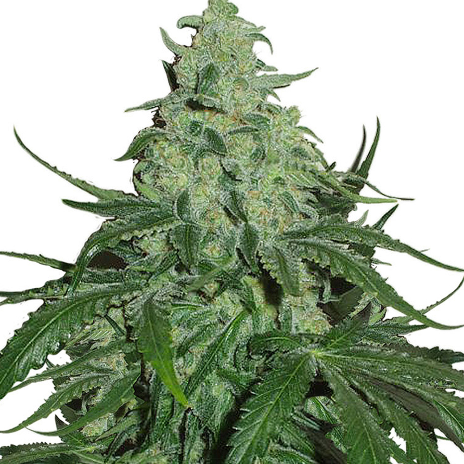 Super Skunk Strain Info / Super Skunk Weed By Dutch Genetics - GrowDiaries