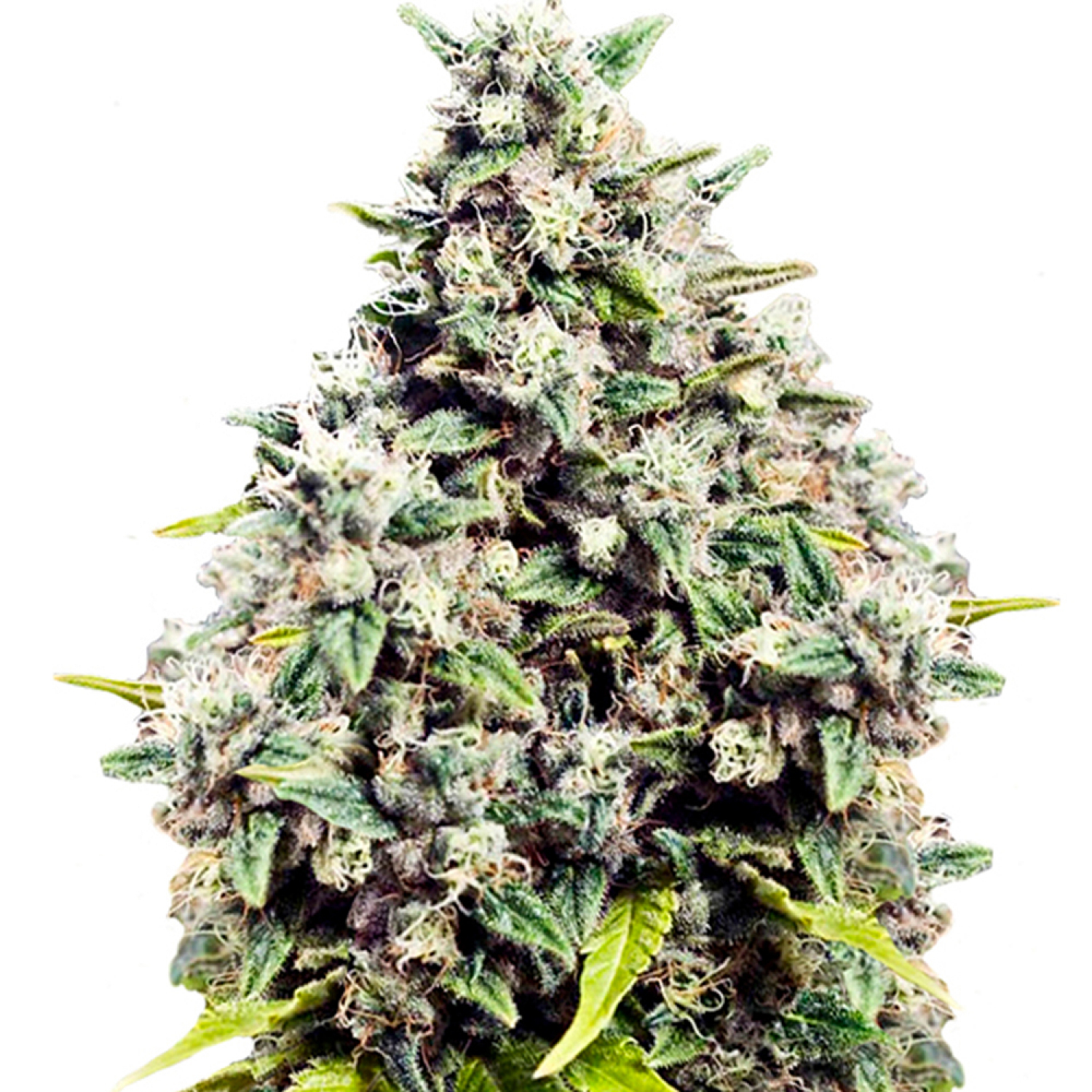 Grapefruit Strain Info / Grapefruit Weed By Dutch GrowDiaries