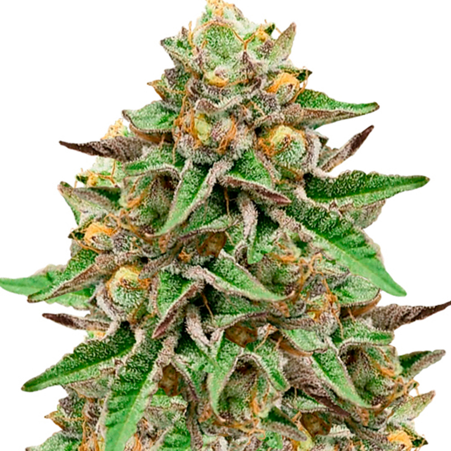Zkittlez Gelato Auto Strain Info / Zkittlez Gelato Auto Weed By Dutch GrowDiaries