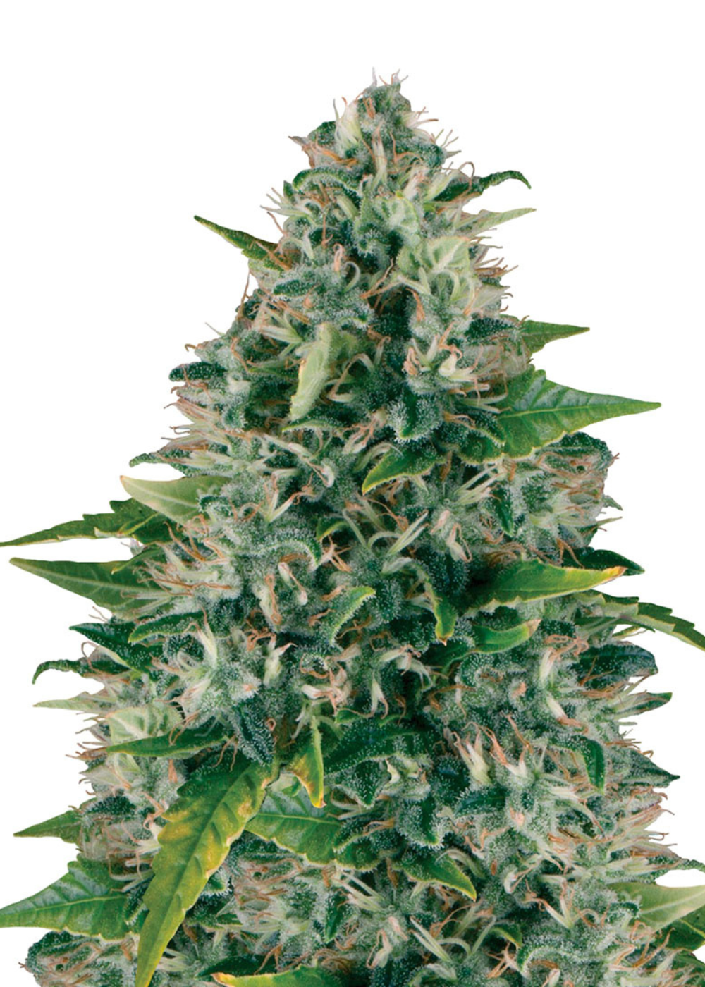 Royal Moby Feminized Strain Info / Royal Moby Feminized Weed By