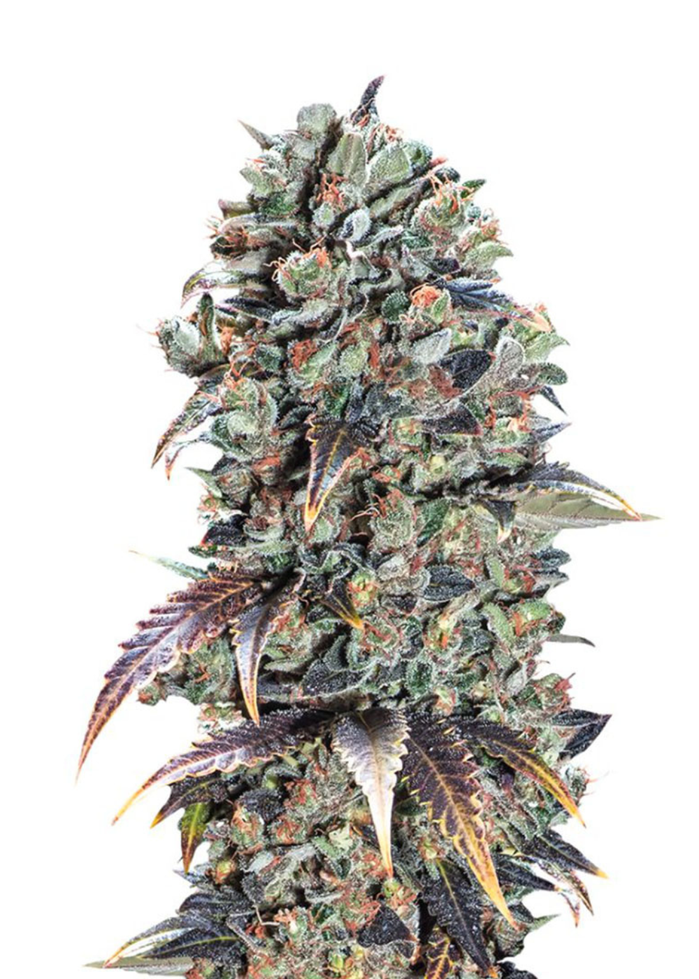 Candy Kush Feminized Strain Info / Candy Kush Feminized Weed By Seeds