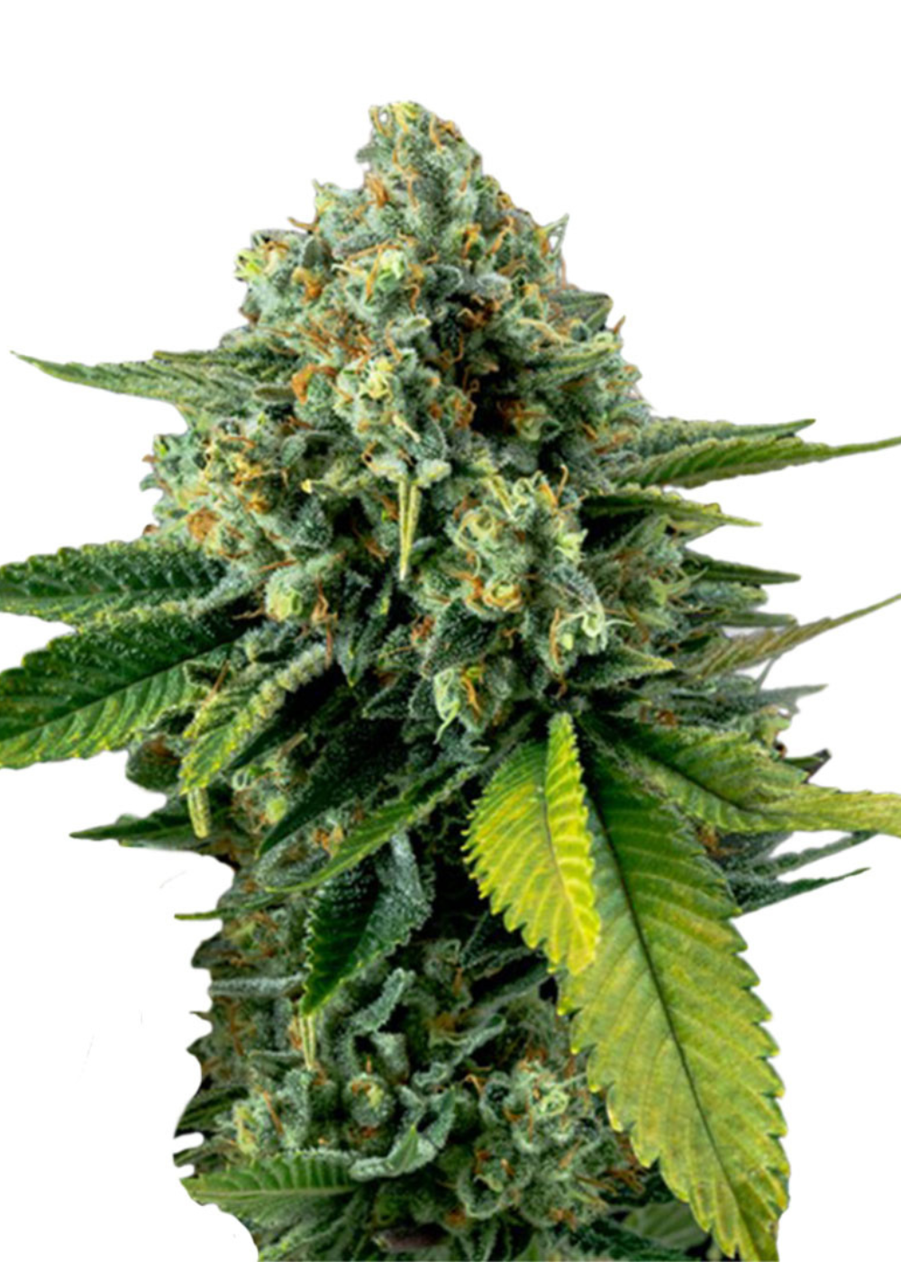 NYC Diesel Feminized Strain Info / NYC Diesel Feminized Weed By Seeds