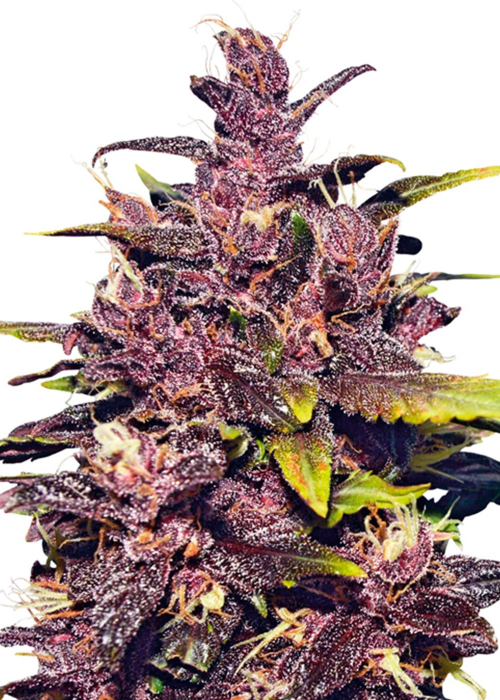 Purple Punch Feminized Strain Info / Purple Punch Feminized Weed By