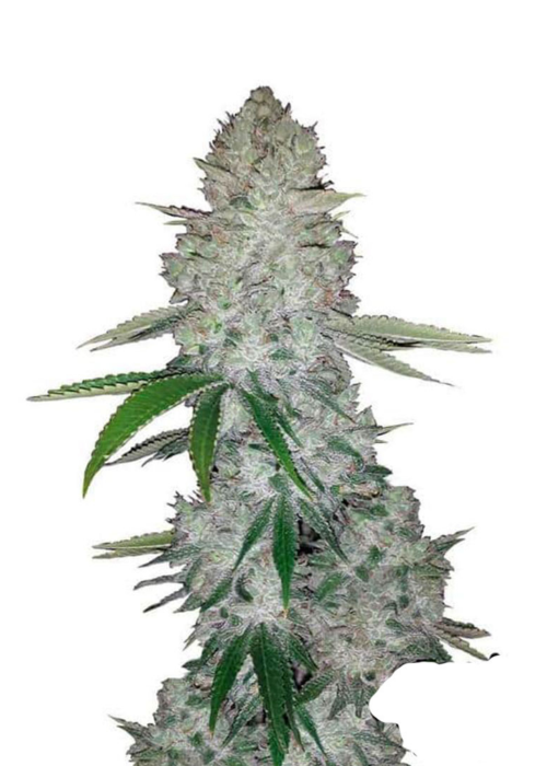 Gorilla Glue Feminized Strain Info / Gorilla Glue Feminized Weed By