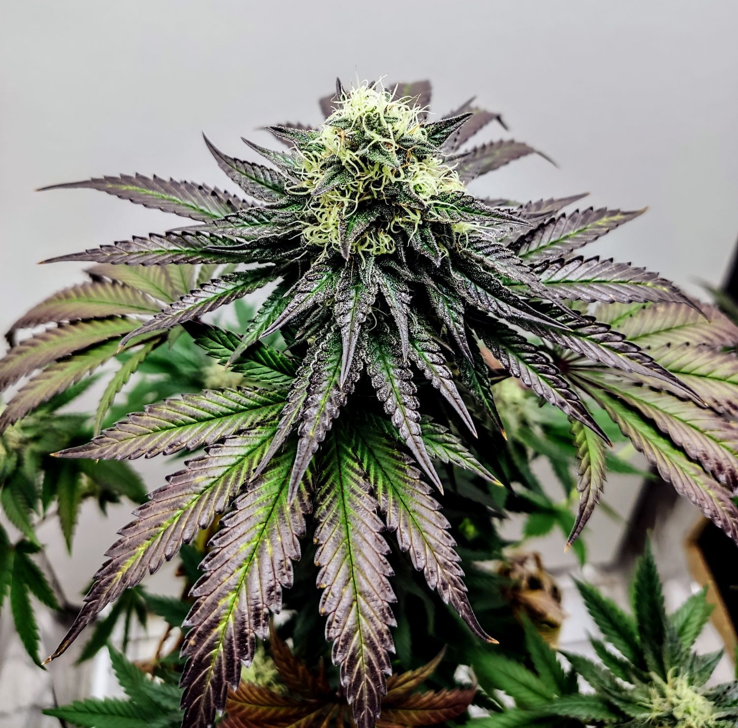 Garlic Cookies Strain Info / Garlic Cookies Weed By Pure Instinto