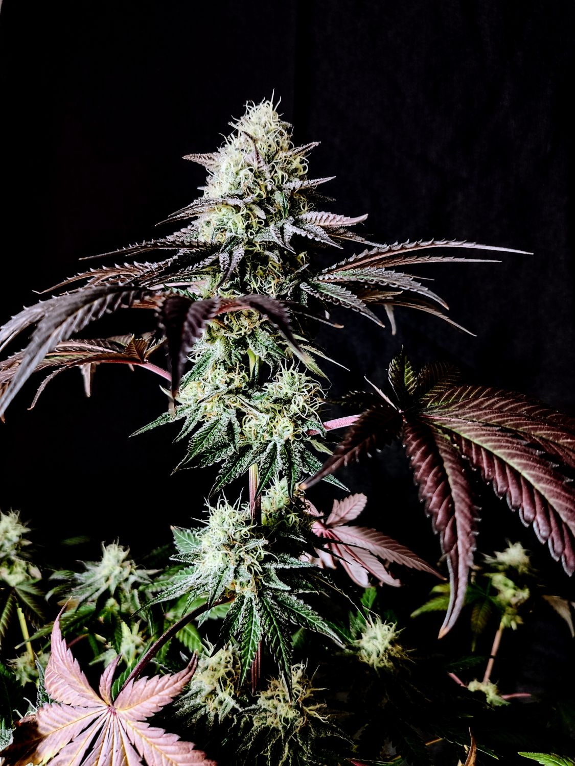 Garlic Cookies Strain Info / Garlic Cookies Weed By Pure Instinto