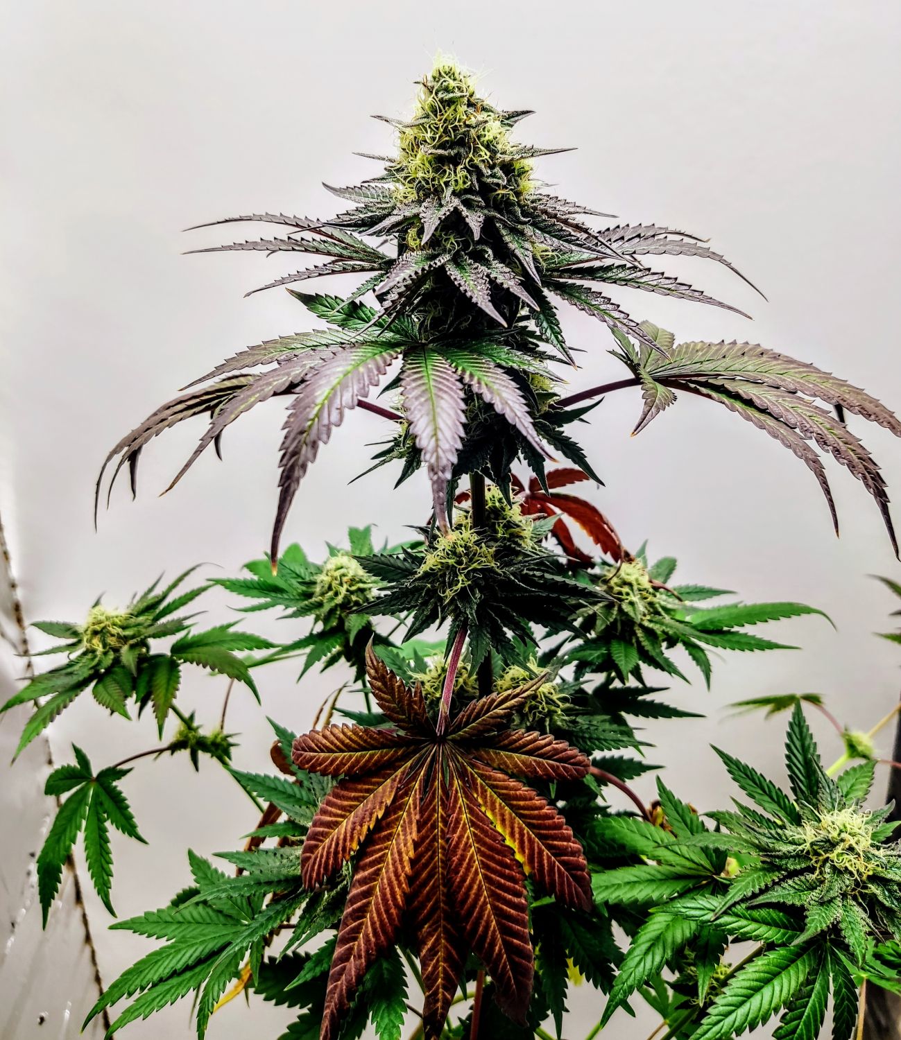 Garlic Cookies Strain Leafly - v6dc5lk