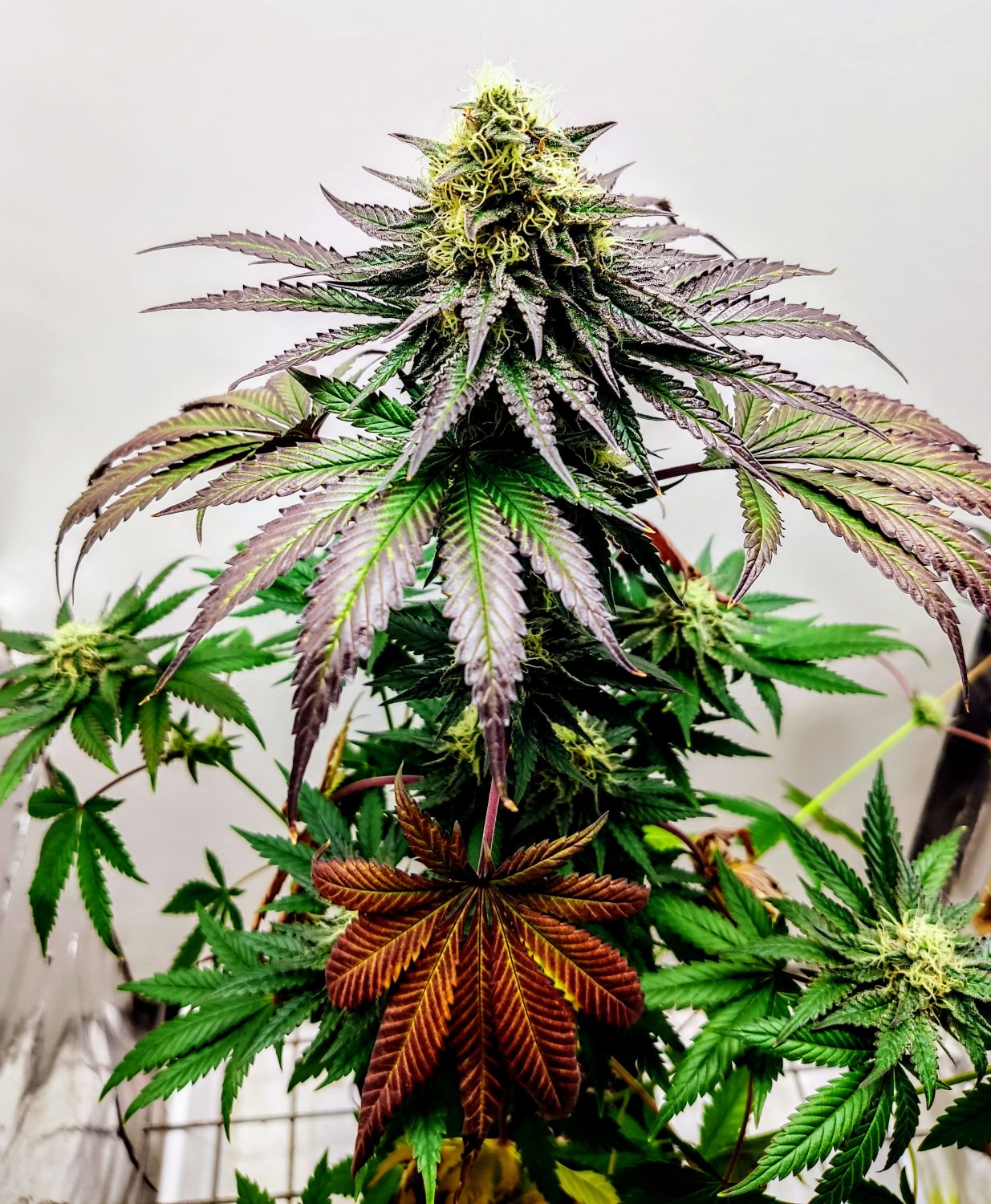 Garlic Cookies Strain Info / Garlic Cookies Weed By Pure Instinto