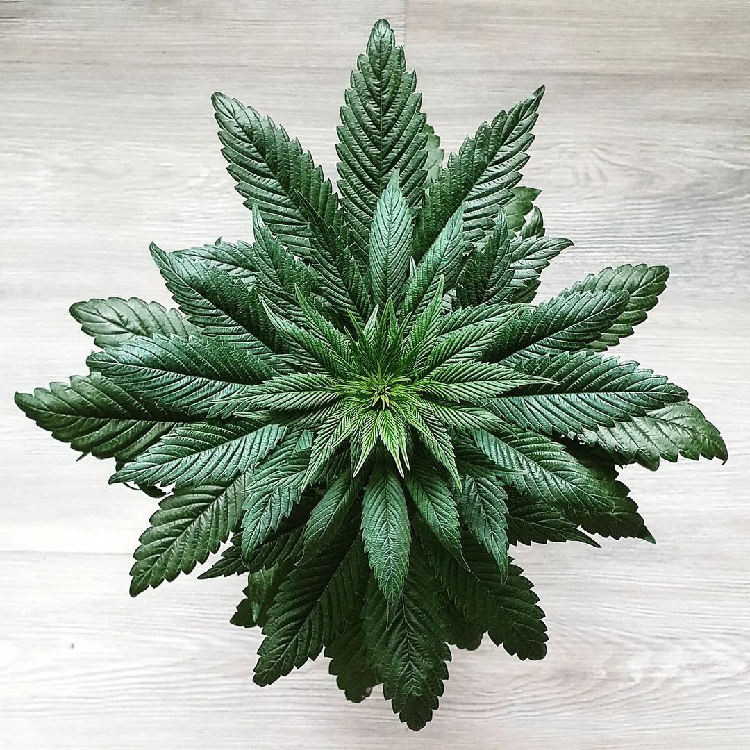 Cherry Cookies Strain Info / Cherry Cookies Weed By Pure Instinto GrowDiaries