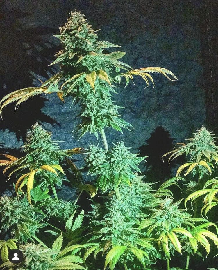 Pure Ice Cream Strain Info / Pure Ice Cream Weed By Pure Instinto