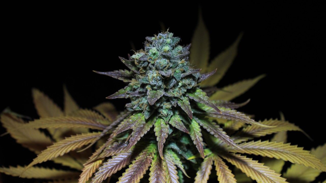 Smoothie Strain Info / Smoothie Weed By Pure Instinto GrowDiaries