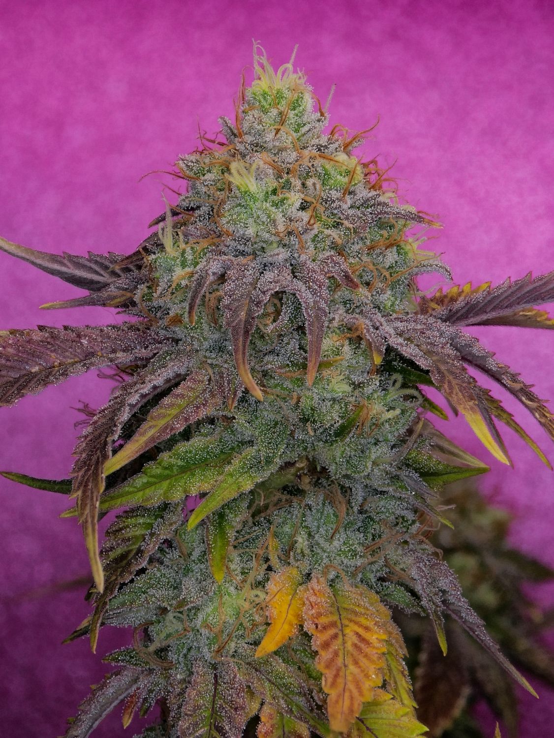 Forbidden Fruit Cake Strain Info / Forbidden Fruit Cake Weed By Pure