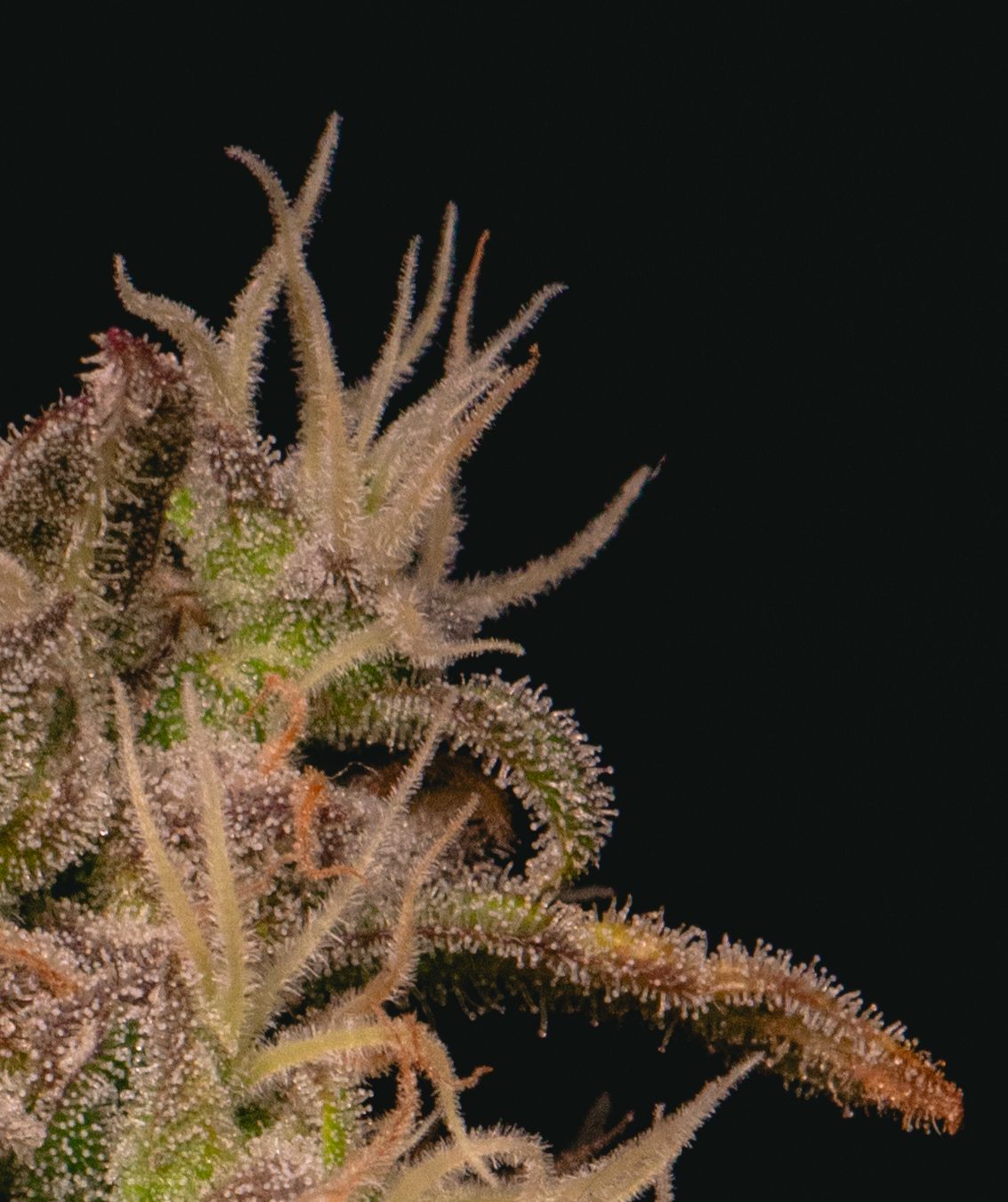 Forbidden Fruit Cake Strain Info / Forbidden Fruit Cake Weed By Pure