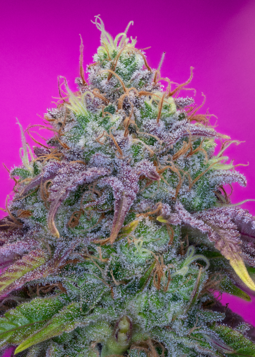 Pure Instinto strains rating GrowDiaries