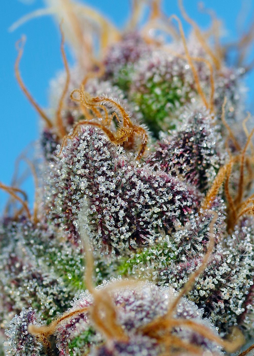 Strawberry Cola Sherbet F1 Fast Version Strain Info / Strawberry Cola