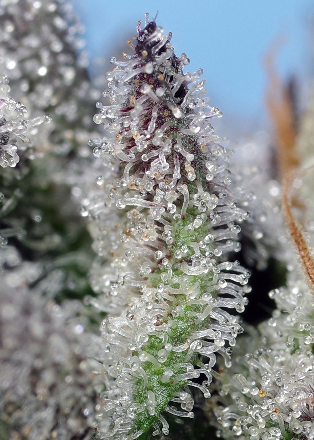 Orange Apricot Glue XL Auto Strain Info / Orange Apricot Glue XL Auto