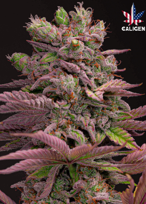 BlackBerry Milkshake Strain Info / BlackBerry Milkshake Weed By Caligen
