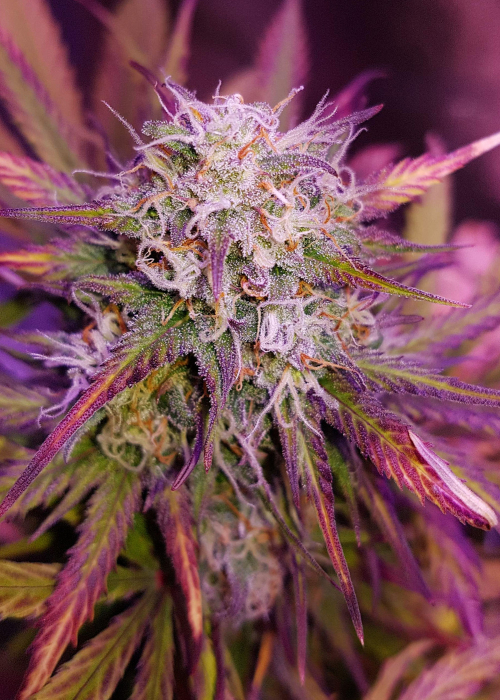 OG Kush Strain Info / OG Kush Weed By Seeds GrowDiaries