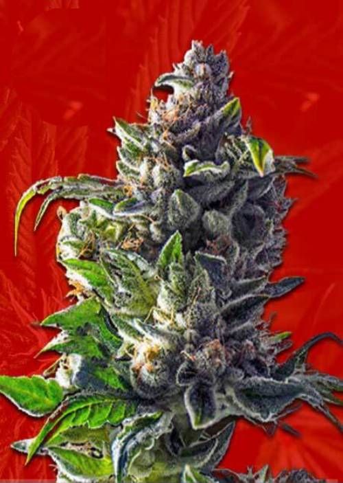 Pineapple Express Strain Info / Pineapple Express Weed By Crop King