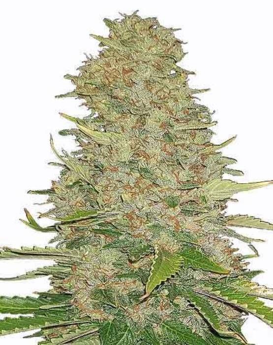 Ghost Train Haze Strain Info / Ghost Train Haze Weed By MSNL GrowDiaries