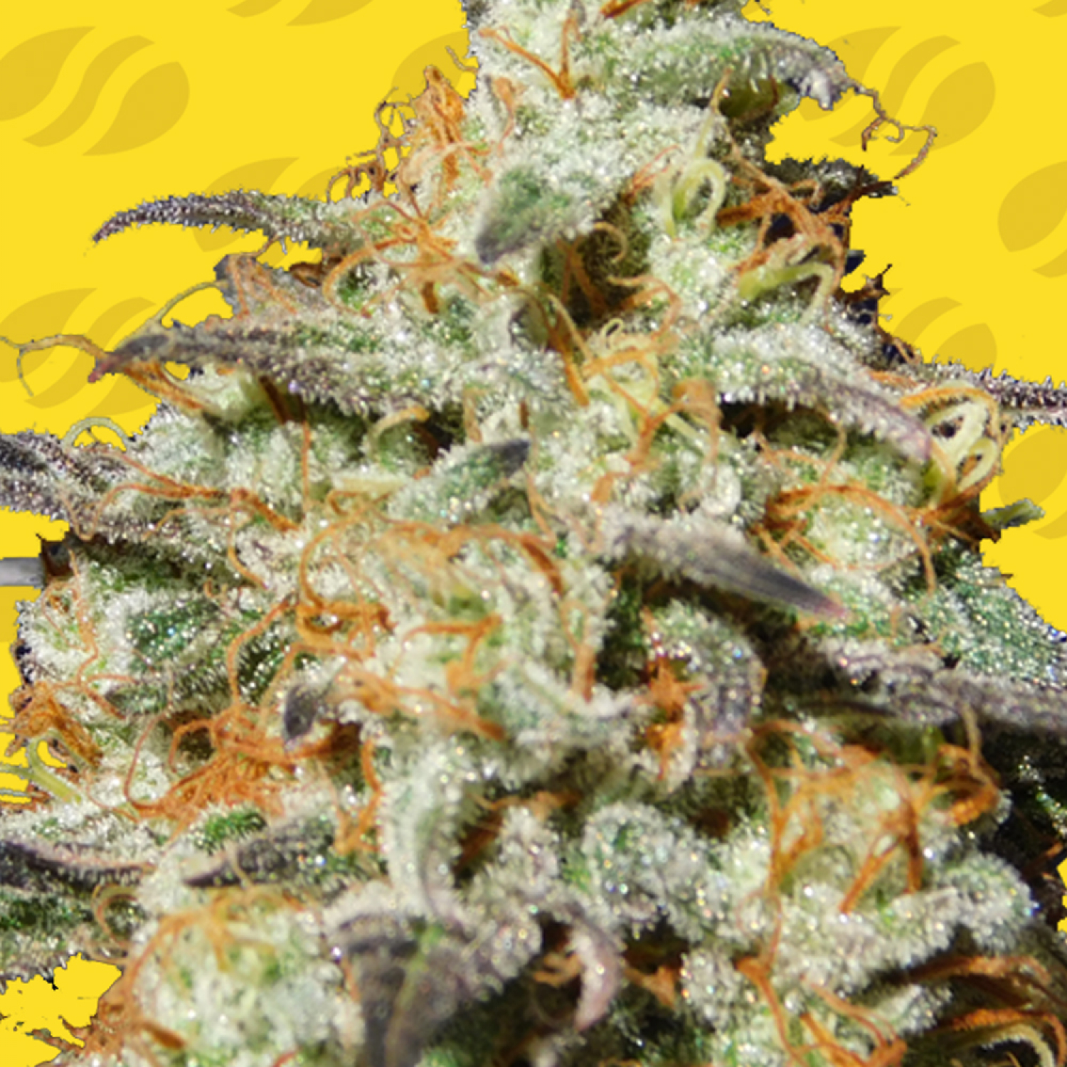 Biscotti Auto Strain Info / Biscotti Auto Weed By Original Sensible