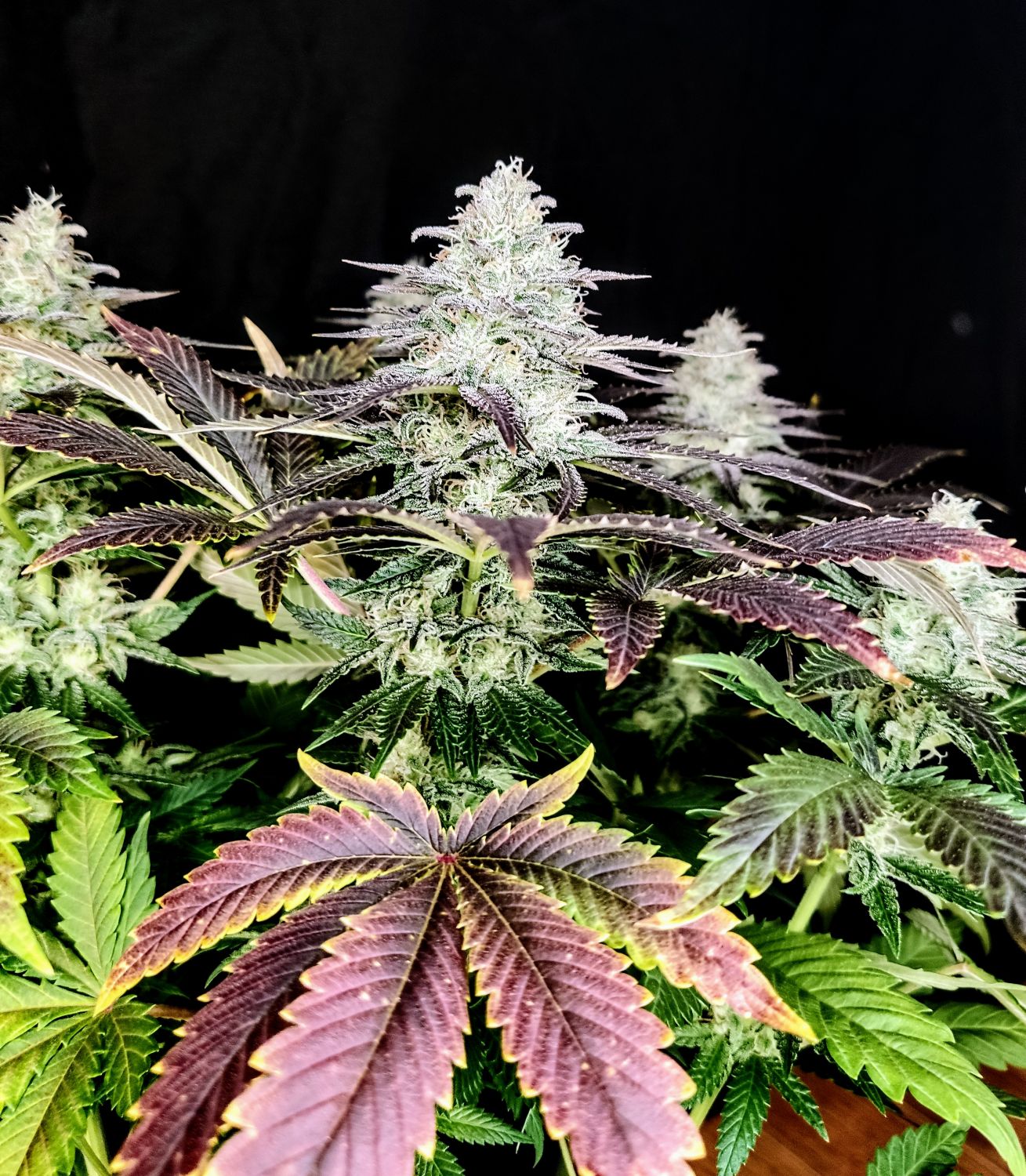 Mimosa Strain Info / Mimosa Weed By Pure Instinto GrowDiaries