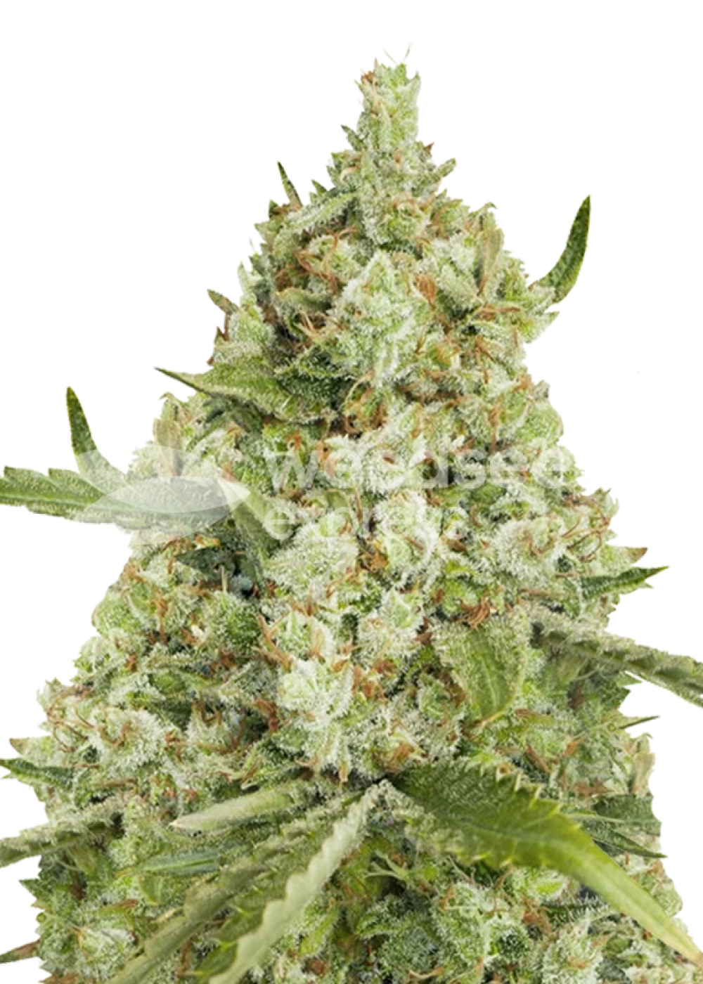 Super Lemon Haze Autoflower Seeds Strain Info Super Lemon Haze Autoflower Seeds Weed By