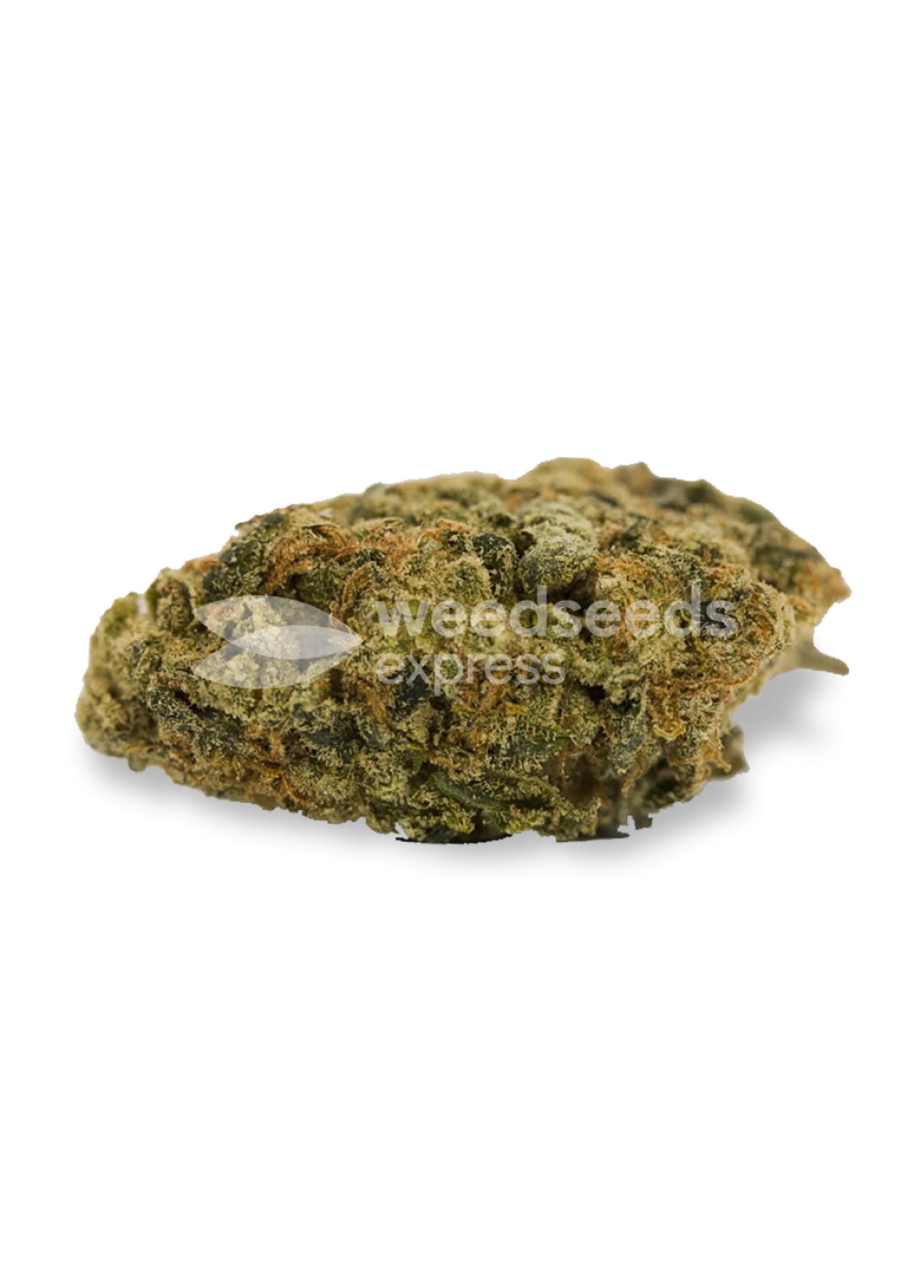 Super Lemon Haze autoflower seeds Strain Info / Super Lemon Haze