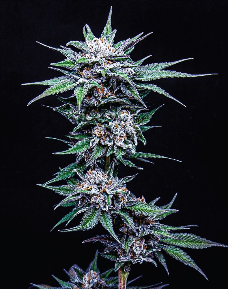 Blueberry Pancakes Strain Info / Blueberry Pancakes Weed By Humboldt Seed Company GrowDiaries