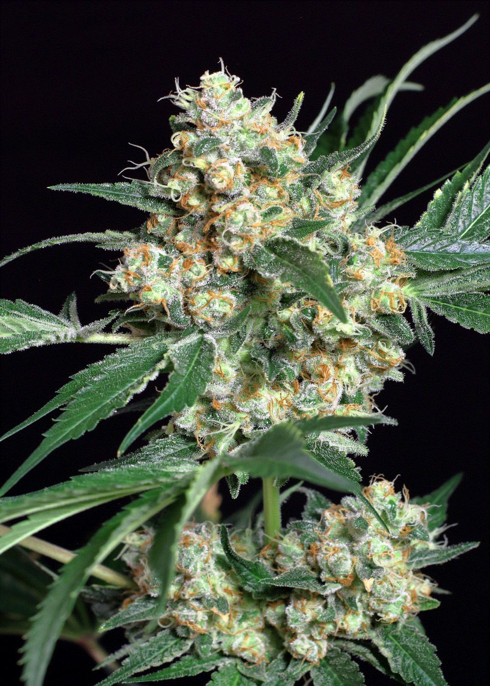 Honey Mints Strain Info / Honey Mints Weed By Exotic Seed GrowDiaries