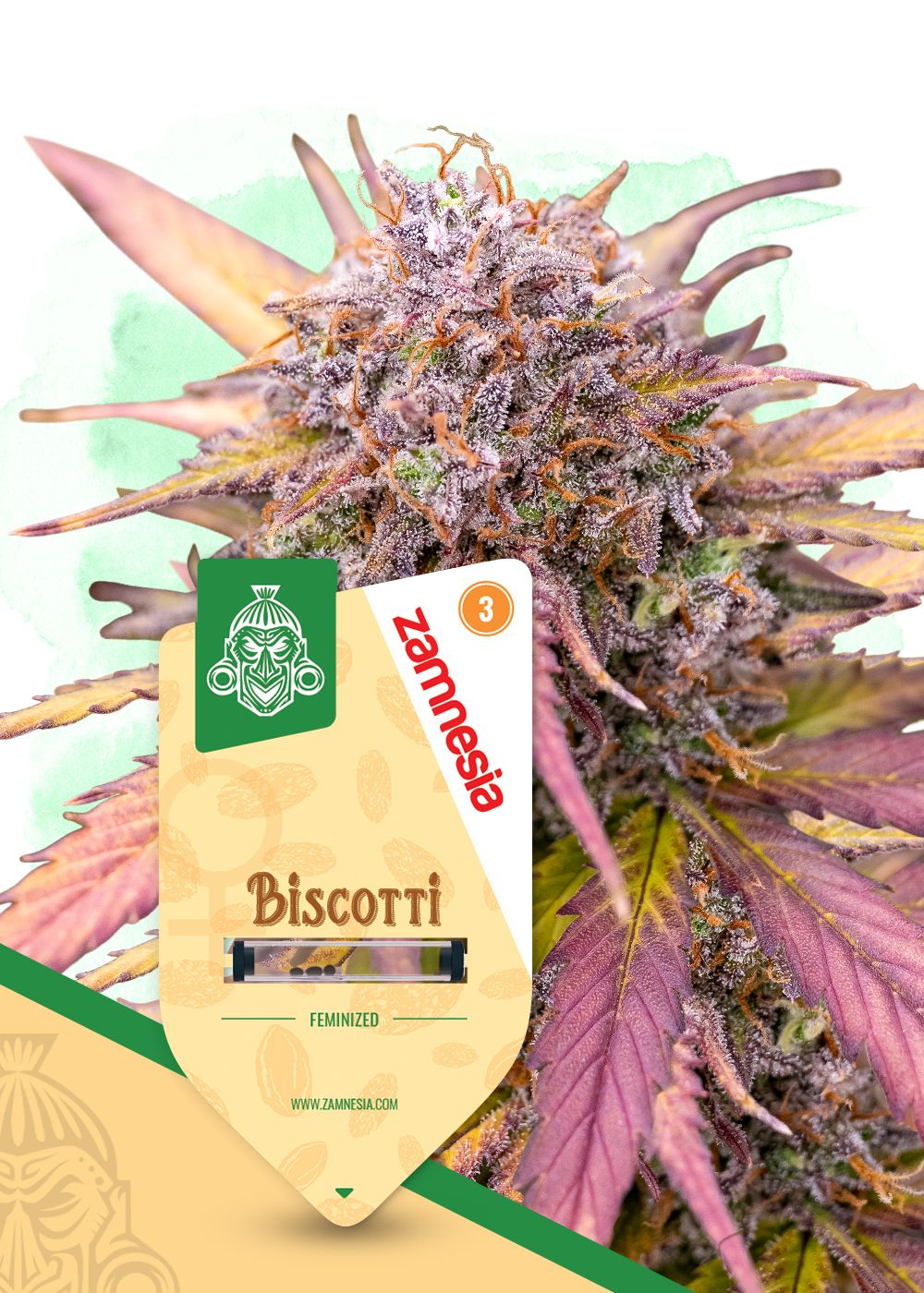 Biscotti Strain Info / Biscotti Weed By Zamnesia Seeds GrowDiaries