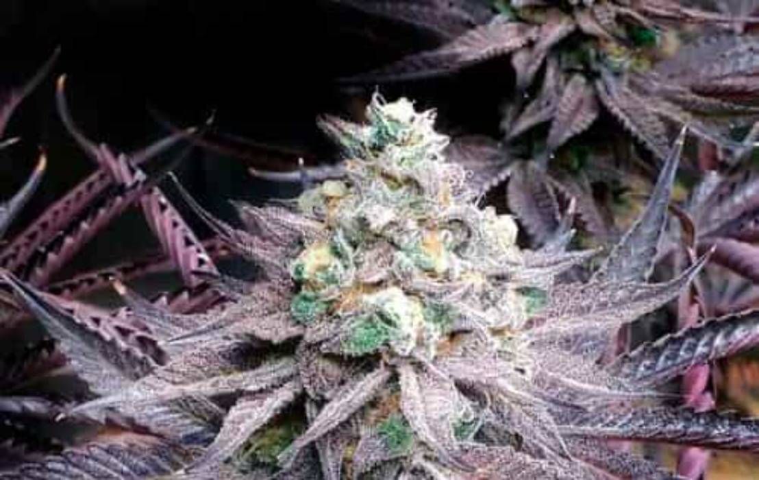 Peanut Butter Breath Strain Info / Peanut Butter Breath Weed By