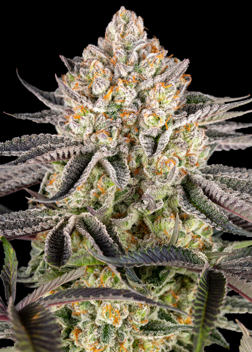 Runtz x Layer Cake Strain Info / Runtz x Layer Cake Weed By Barney's