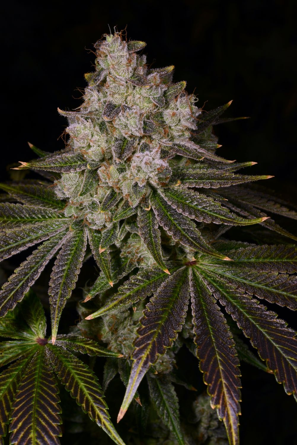 Donkey Butter Strain Info / Donkey Butter Weed By Premium Cultivars