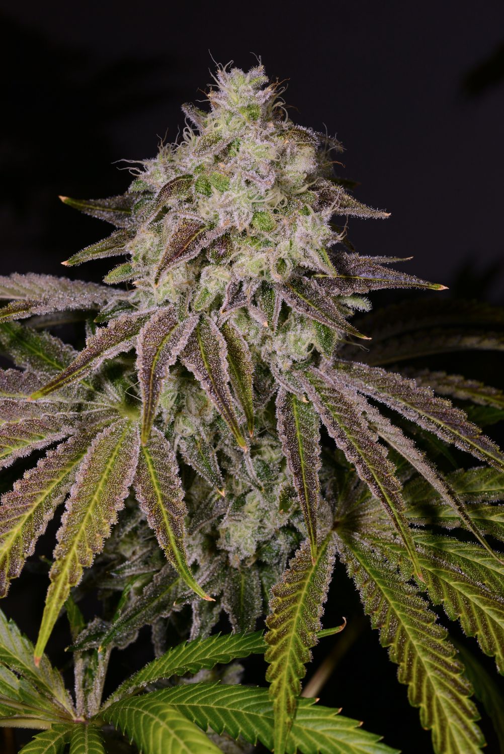 Cake Mix Strain Info / Cake Mix Weed By Premium Cultivars GrowDiaries