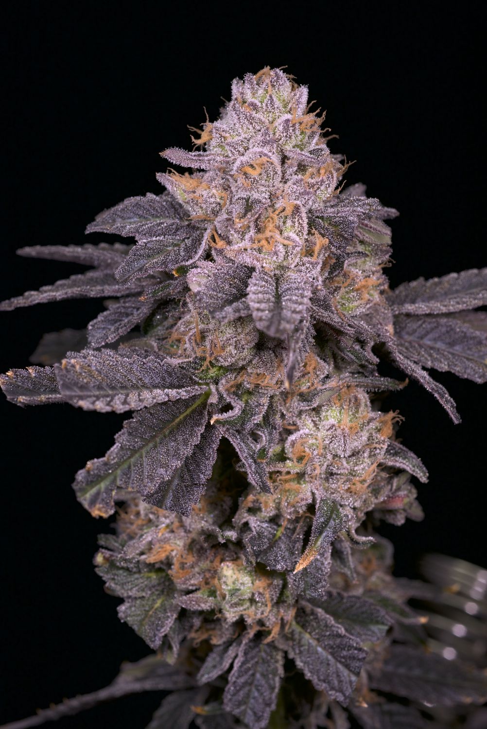 Purple Octane Strain Info / Purple Octane Weed By Premium Cultivars
