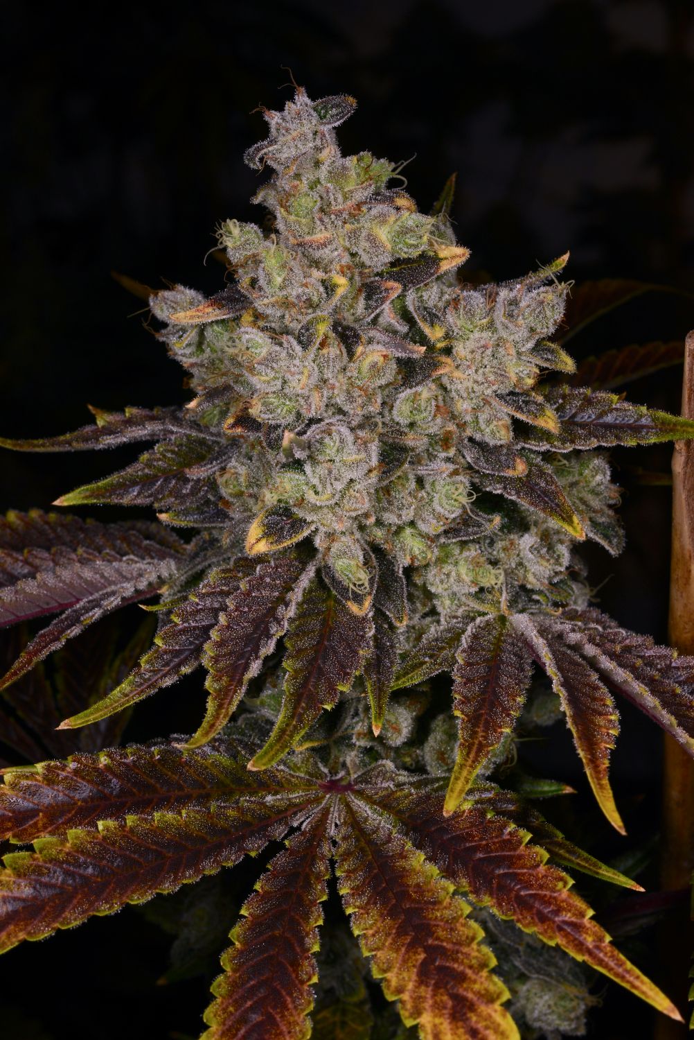 First Class Funk Strain Info / First Class Funk Weed By Premium Cultivars GrowDiaries