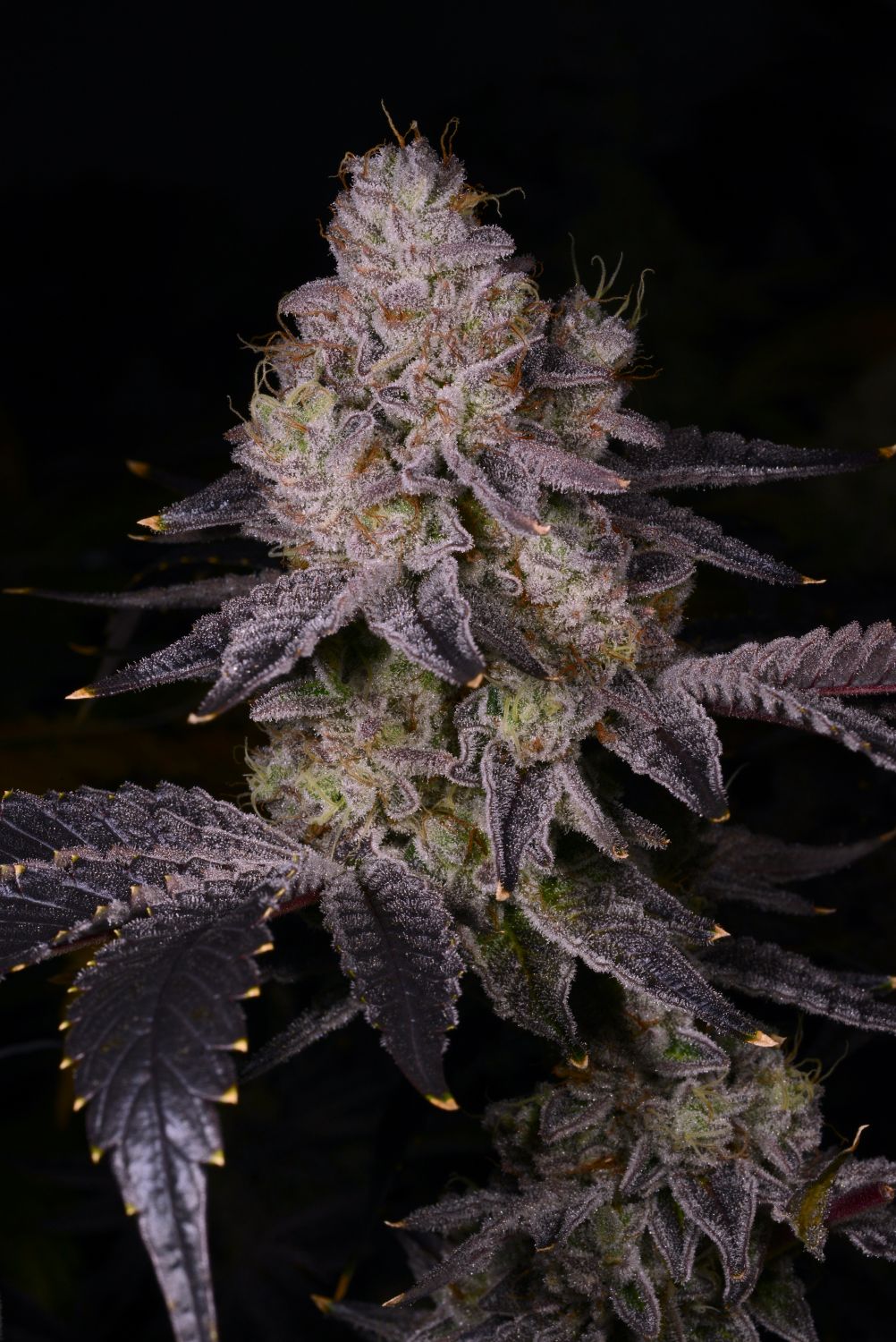 Black Truffle Strain Info / Black Truffle Weed By Premium Cultivars