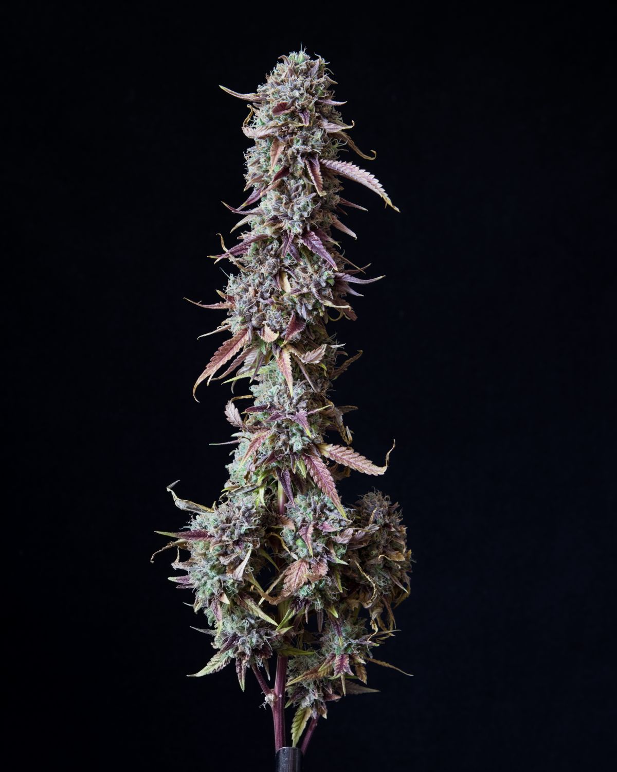 Candyland Strain Info / Candyland Weed By Premium Cultivars GrowDiaries
