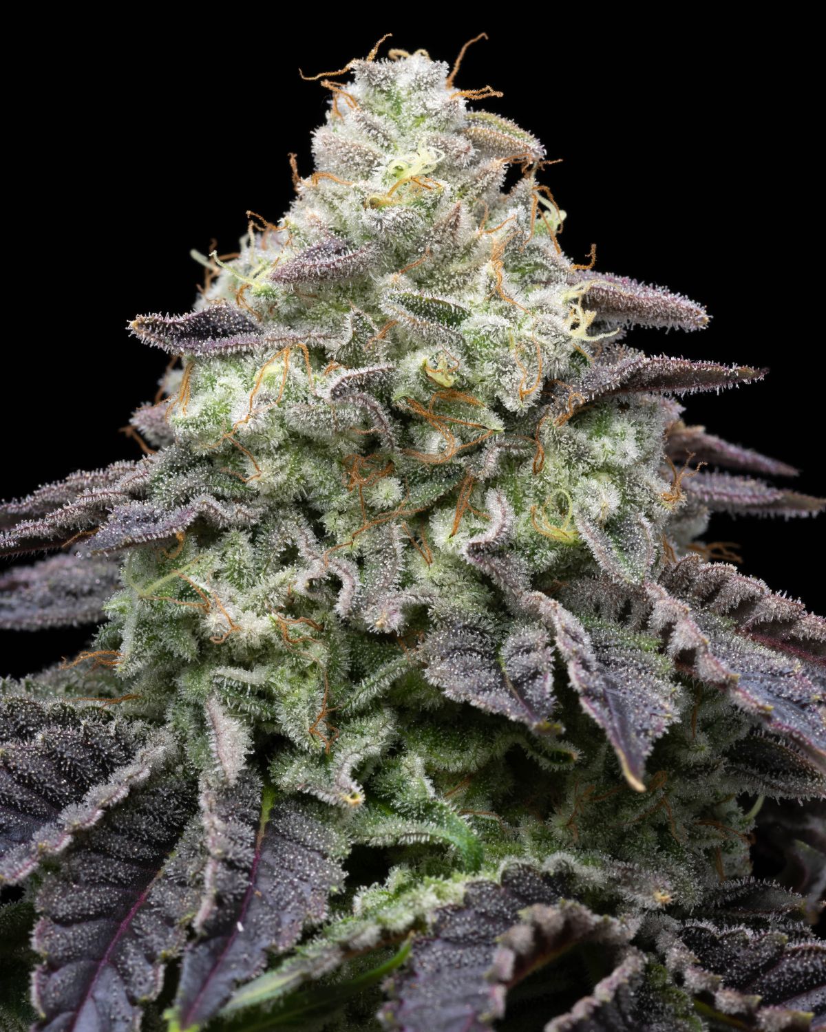 Peanut Butter Breath Strain Info / Peanut Butter Breath Weed By Premium